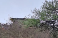 Descubren un cultivo a gran escala de marihuana en Trancas