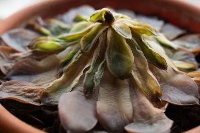 Feng Shui: qué energía atraen las suculentas y qué pasa si se pudren