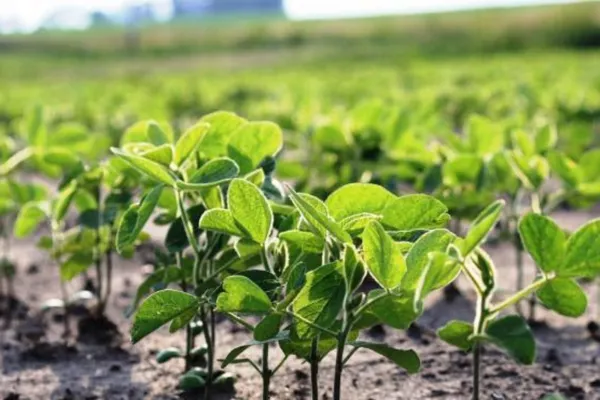 Lluvias en la región núcleo: impacto y consecuencias para los cultivos clave