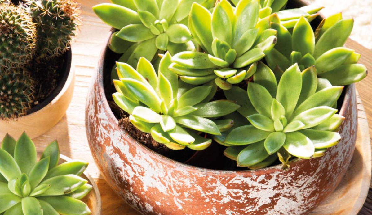 Feng Shui: qué energía atraen las suculentas y qué pasa si se pudren