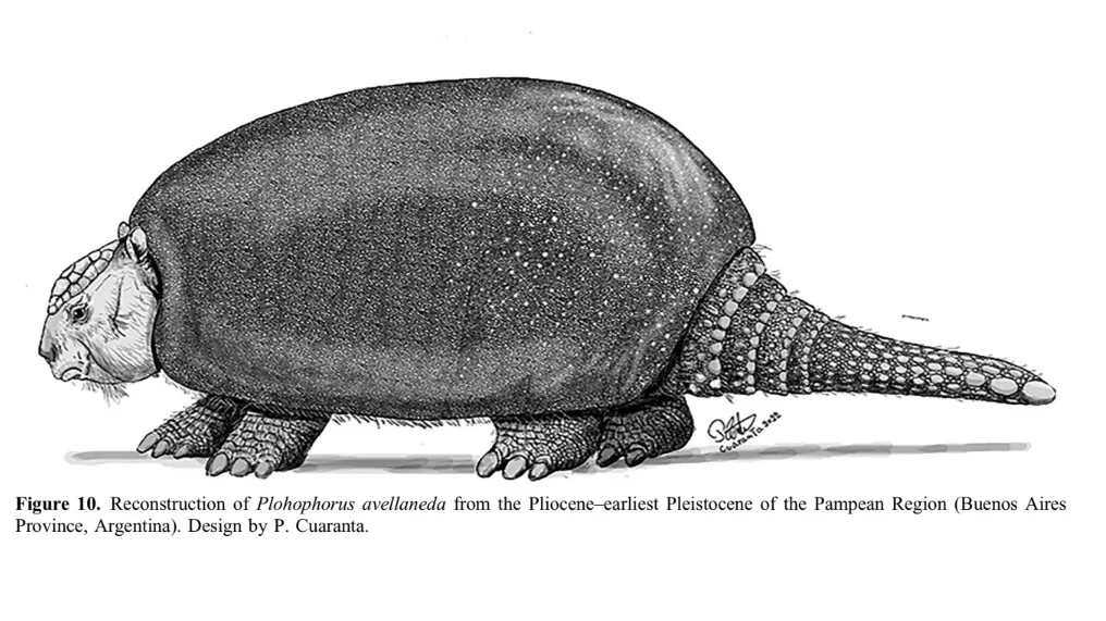 Especialistas del Conicet descubrieron una nueva especie de gliptodonte en Argentina