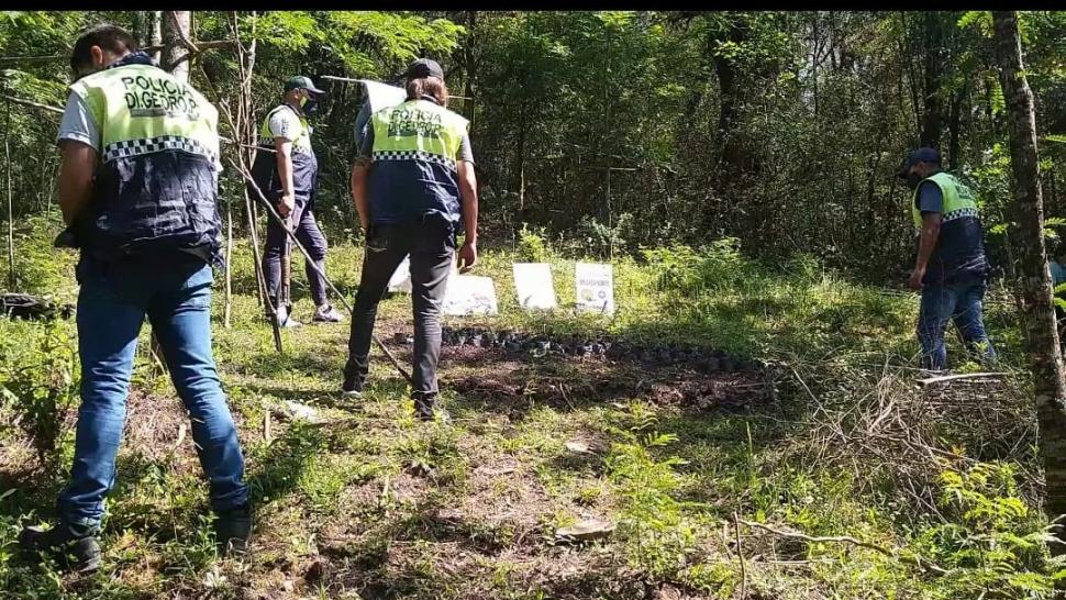 EN EL MONTE. Uno de los cultivos descubierto hace más de dos años.