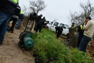 El secuestro de plantas de marihuana de Trancas fue récord