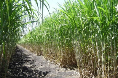 Brindan herramientas a cañeros para que adopten prácticas sostenibles en el cultivo