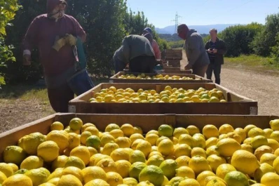 La Argentina solo exporta un 15% de su fruta fresca cítrica