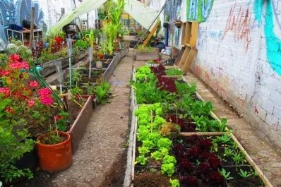 Alimentación saludable: beneficios de tener una huerta en casa y cómo empezarla