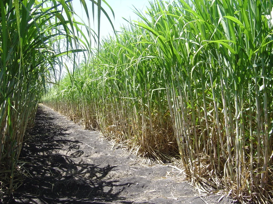 ESCENARIO. La jornada organizada por la Eeaoc sirvió a los productores locales para que logren una mayor mitigación en relación al cambio climático.