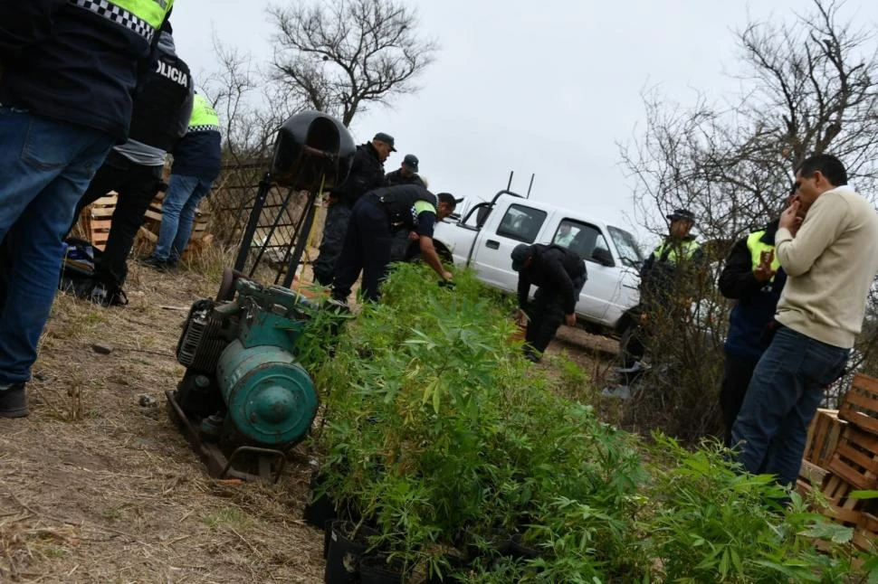 CONTEO. Plantas que fueron encontradas en una finca de Trancas.