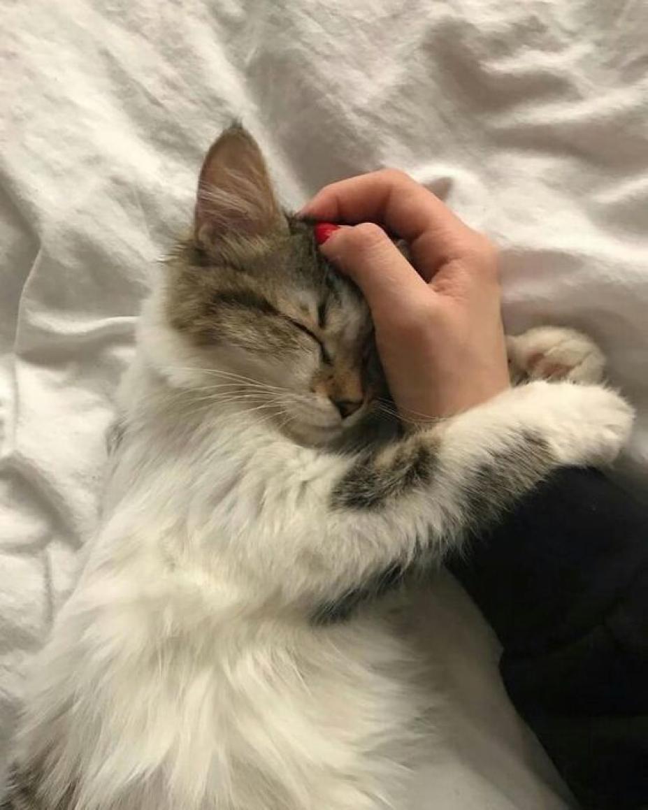 ¿Hombres o mujeres? Un estudio reveló que los gatos tienen preferencia a la hora de elegir el género de sus dueños