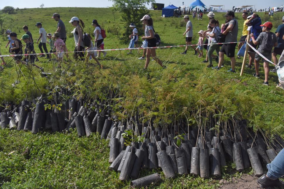 LISTOS. Así se ubicaron los árboles, listos para ser retirados y plantados por los voluntarios.  