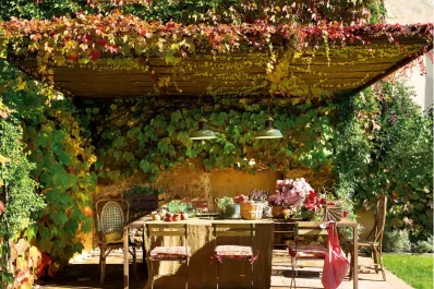 Jardinería: cuáles son las mejores enredaderas y plantas trepadoras para plantar en esta época