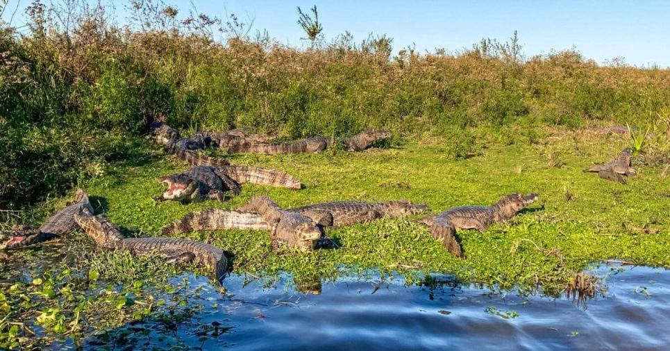 Los Esteros del Iberá se caracterizan por su particular fauna.