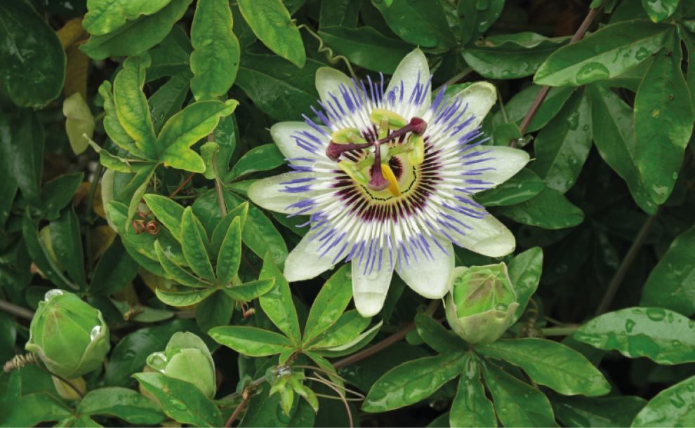 Jardinería: cuáles son las mejores enredaderas y plantas trepadoras para plantar en esta época