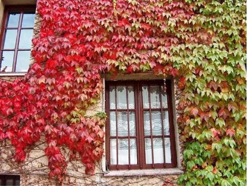 Jardinería: cuáles son las mejores enredaderas y plantas trepadoras para plantar en esta época