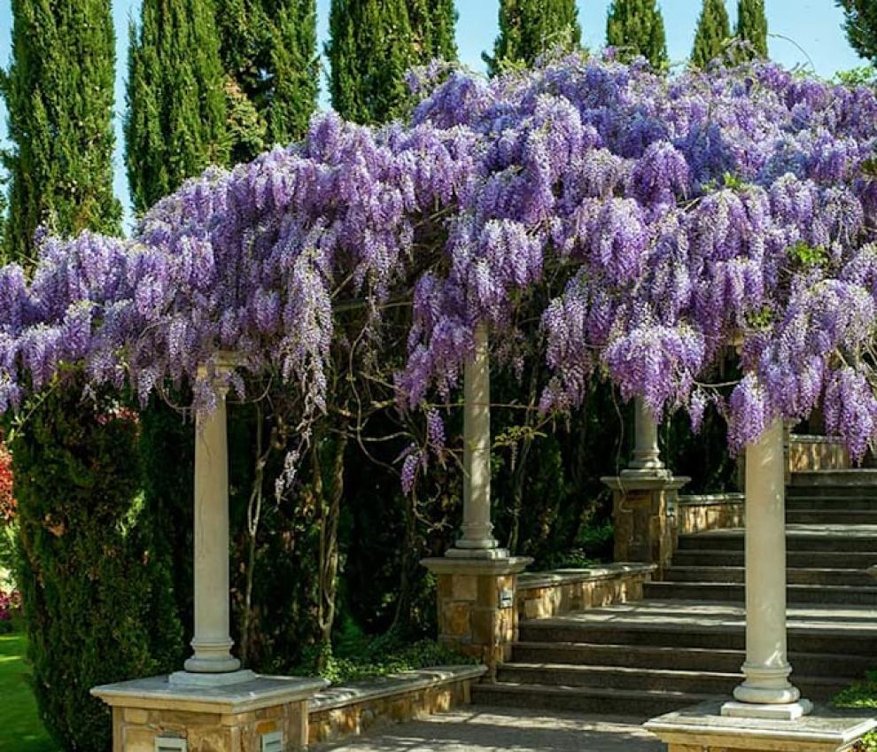 Jardinería: cuáles son las mejores enredaderas y plantas trepadoras para plantar en esta época