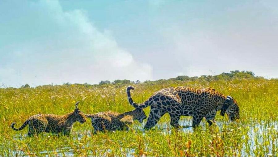 Yaguaretés en los Esteros del Iberá.