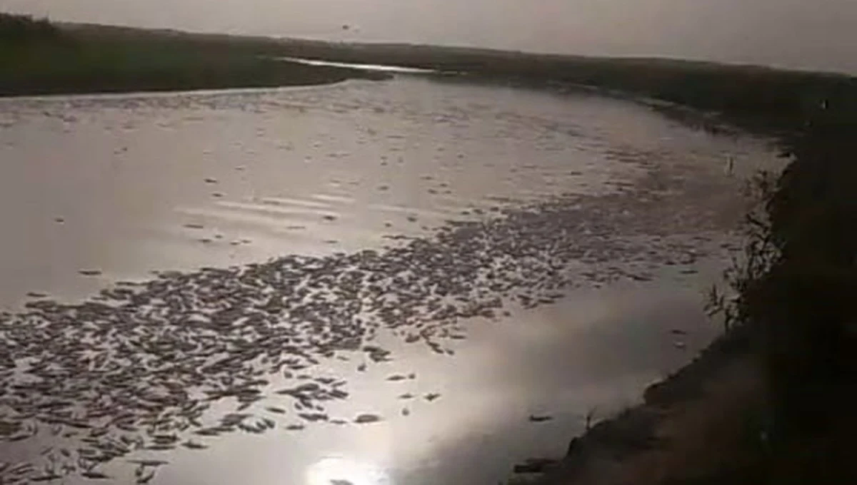 La Bahía de los Brito quedó cubierta de peces muertos