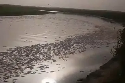 La Bahía de los Brito quedó cubierta de peces muertos