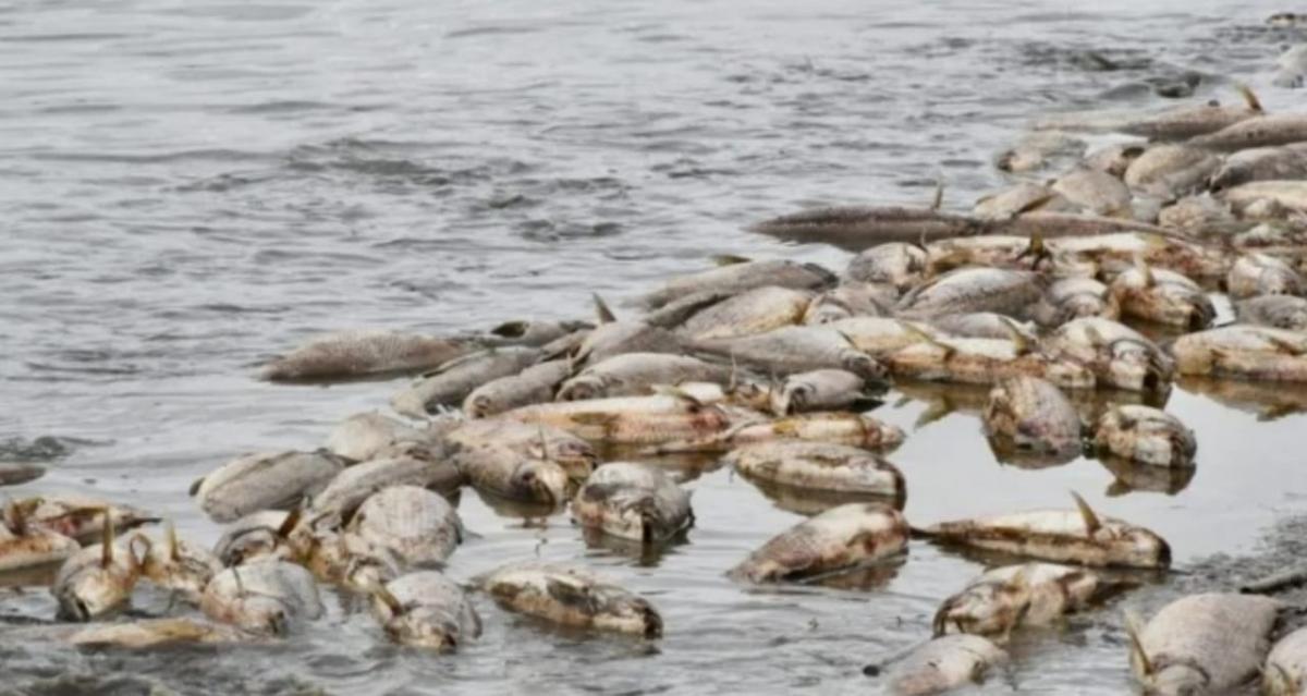 Funcionarios de Santiago del Estero hicieron una denuncia por la mortandad de peces