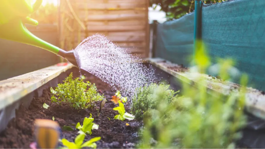 Jardinería: ¿cuál es el horario ideal para regar las platas cuando hace calor?