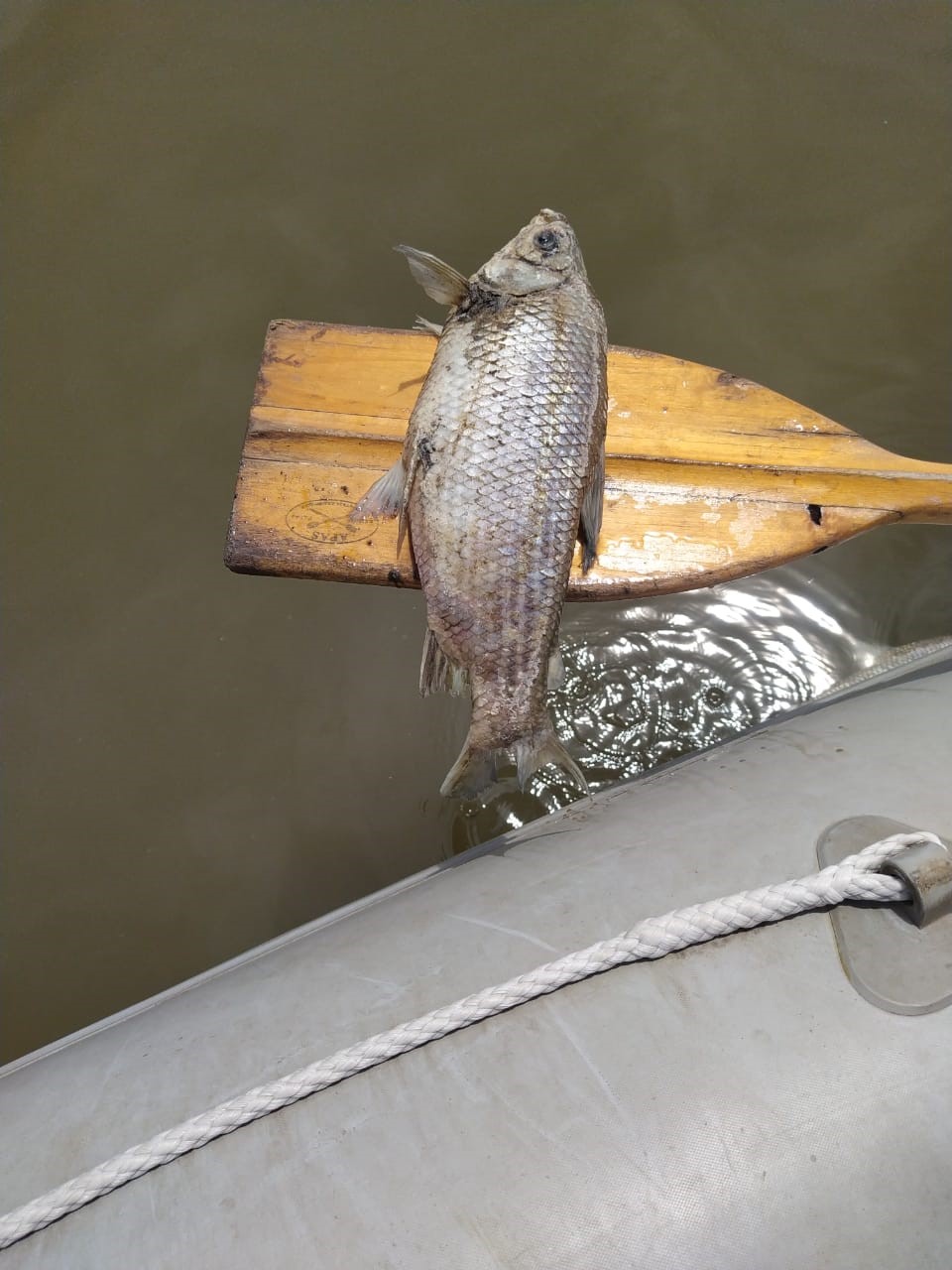 La muerte de peces se habría registrado por una cuestión ambiental, no por contaminación