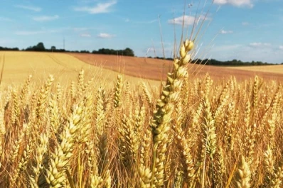 Cerealeras se comprometieron a anticipar U$S5.000 millones por exportaciones