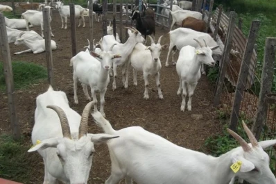 Capacitan sobre sistemas de producción caprina