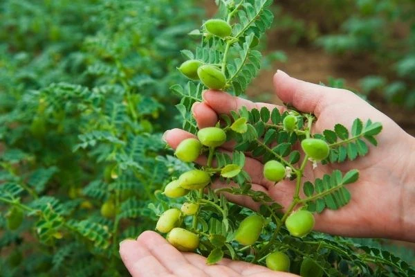 PICO. El área con garbanzo en Tucumán alcanzó este año su máximo valor.