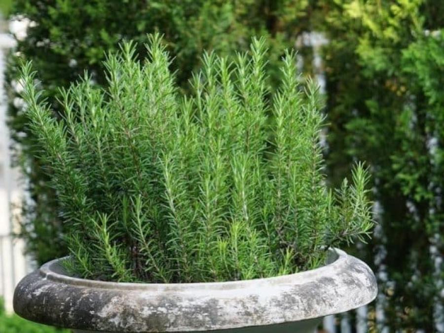 El romero fortalece las fibras capilares.