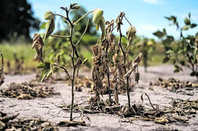 Complejo agroexportador: en un año dejaron de ingresar más de U$S 2.000 millones por la sequía