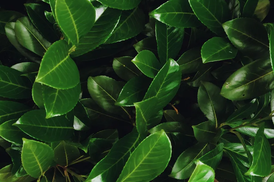 Ritual: ¿qué pasa si pongo una hoja de laurel en mi zapato?