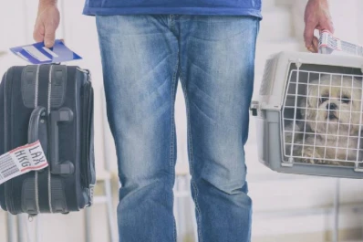 Requisitos para que las mascotas puedan viajar en las vacaciones