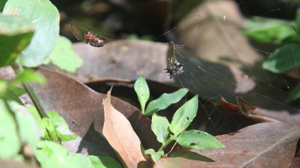 EL CICLO DE LA VIDA. Una araña Tejedora Roja atrapó una presa entre los hilos de sus redes. La vida animal y la vegetal, en plena exposición.