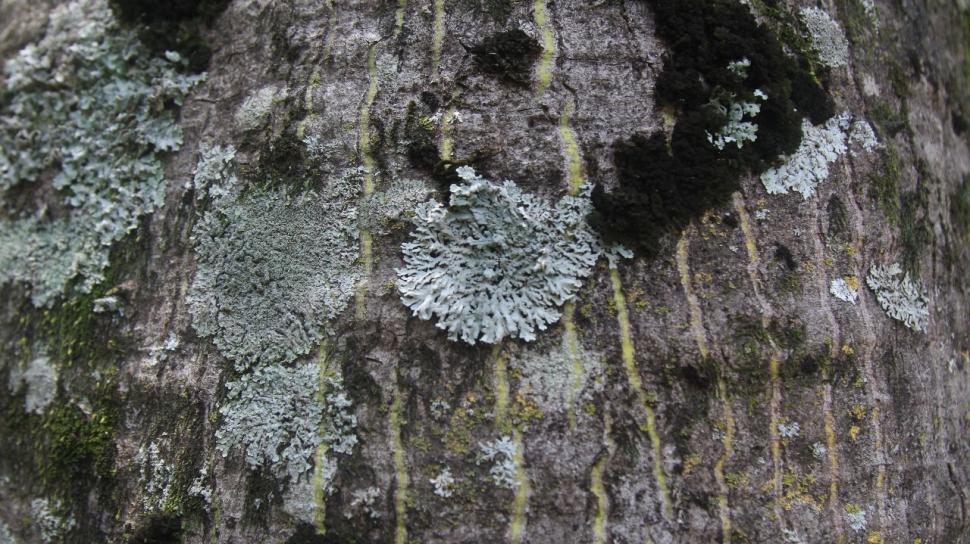 UNO SOBRE OTRO. Los líquenes crecieron sobre la corteza del tronco de un palo borracho. La visita tras las últimas lluvias permitió ver hongos.