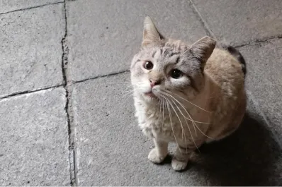 Qué quiere decir que aparezcan gatos en tu casa