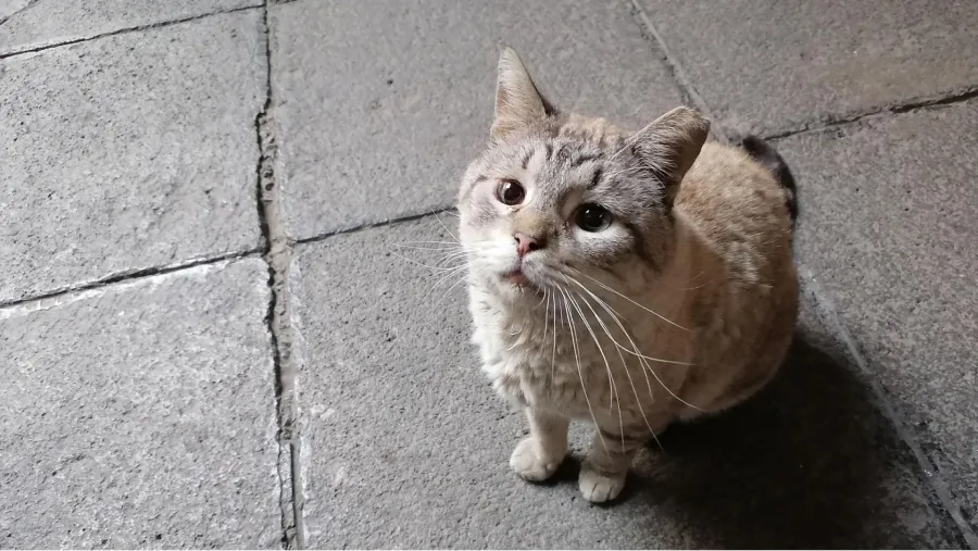 Qué quiere decir que aparezcan gatos en tu casa