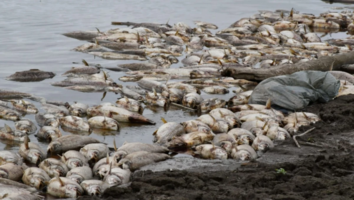 Operativos en 10 ingenios tucumanos por la mortandad de peces