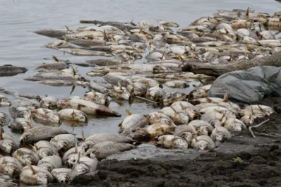 Operativos en 10 ingenios tucumanos por la mortandad de peces