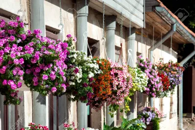 Las cinco mejores plantas para decorar tus paredes sin generar humedad