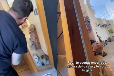 Video: se olvidó las llaves adentro de su casa e increíblemente su gata le abrió la puerta