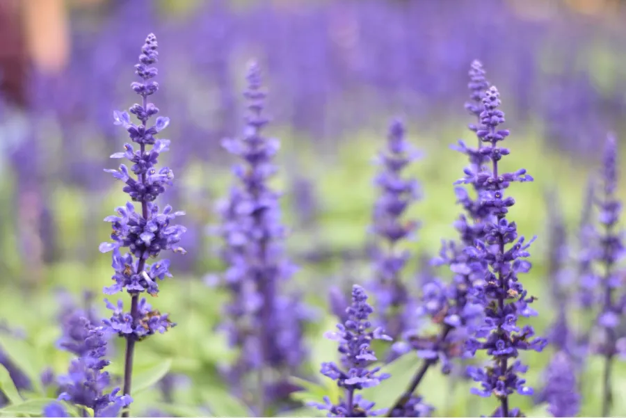 El truco más eficaz para reproducir la lavanda en agua 