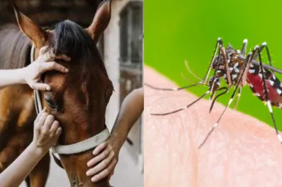 Declaran la emergencia sanitaria por brote de Encefalomielitis Equina, la enfermedad que se transmite por picadura de mosquitos
