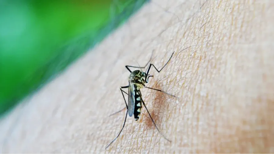 Mosquitos: el truco natural e infalible para ahuyentarlos de tu jardín