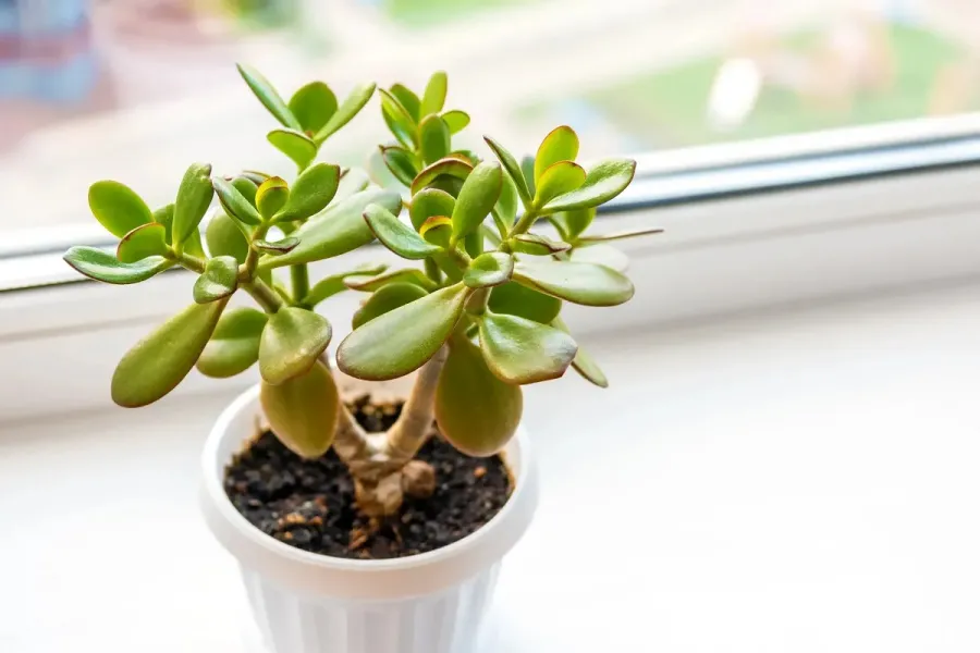 El árbol de jade es una de las plantas favoritas del Feng Shui