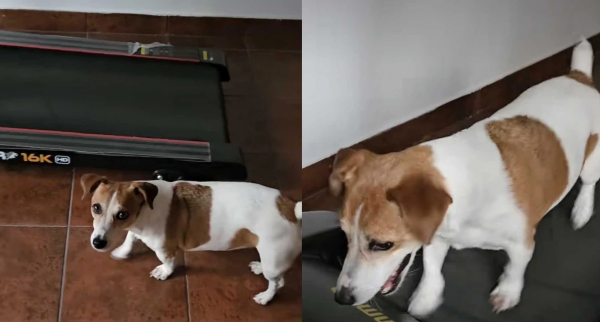 Viral: Juani, la perrita fit” que se enoja si no la dejan hacer cinta hasta cansarse