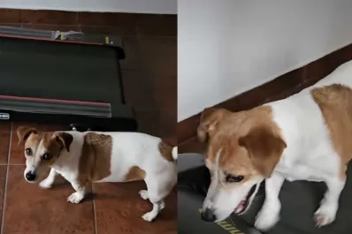 Viral: Juani, la perrita fit” que se enoja si no la dejan hacer cinta hasta cansarse