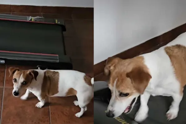 Viral: Juani, la perrita fit” que se enoja si no la dejan hacer cinta hasta cansarse