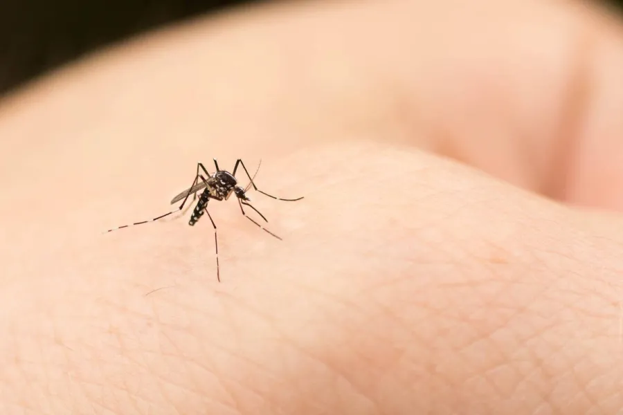 Chau mosquitos