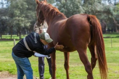 El Senasa encendió alertas en el país por brotes de encefalomielitis equina en algunas provincias