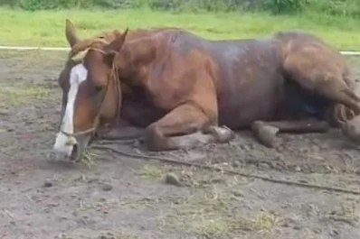 Brote de Encefalomielitis: el equino contagiado muestra signologías neurológicas diversas